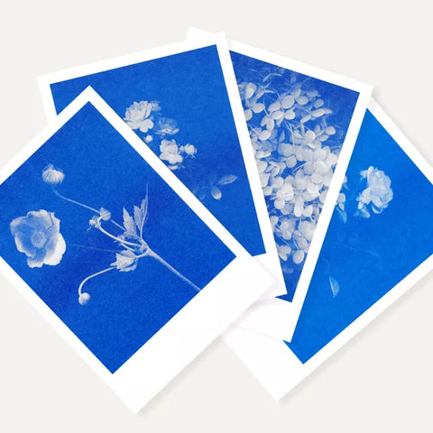 Postkarte Anemone