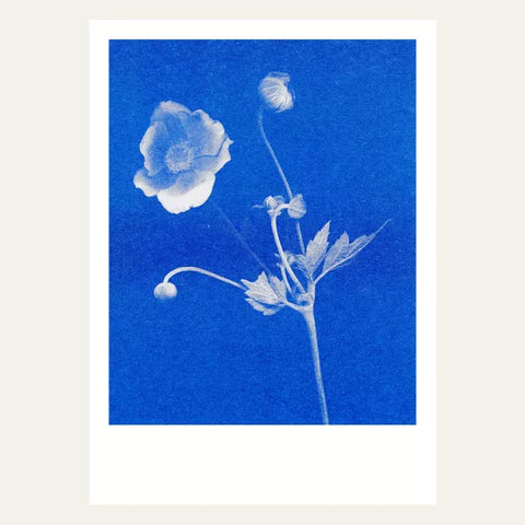 Postkarte Anemone