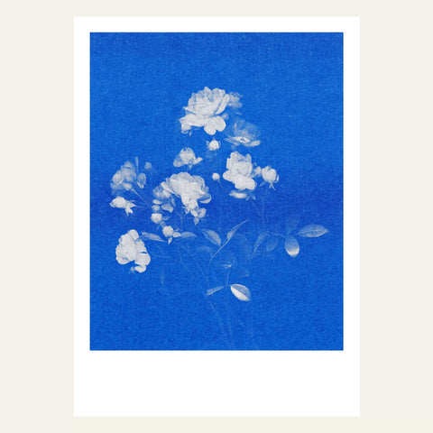 Postkarte Rose N°1