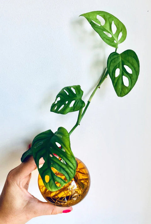 Hanging Flower Bubble | Small | Amber