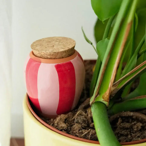 Olla |  Pink-Rot