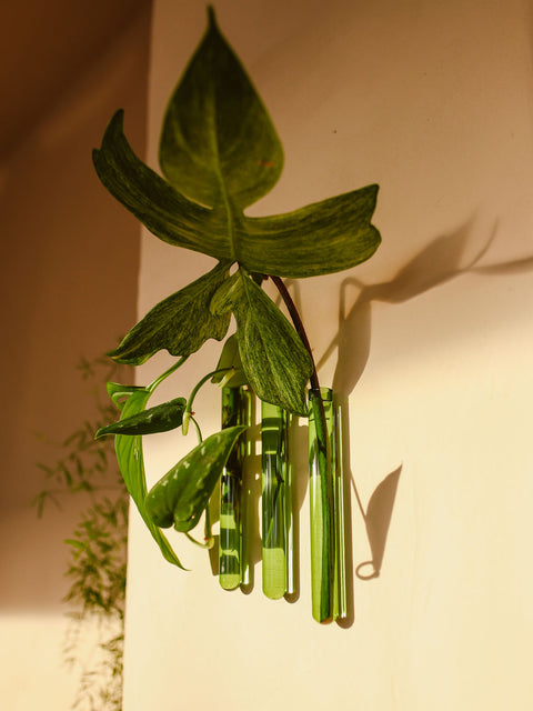 Walleaf 3-pack
