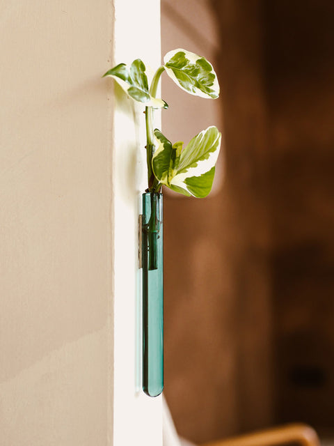 Walleaf 1-pack